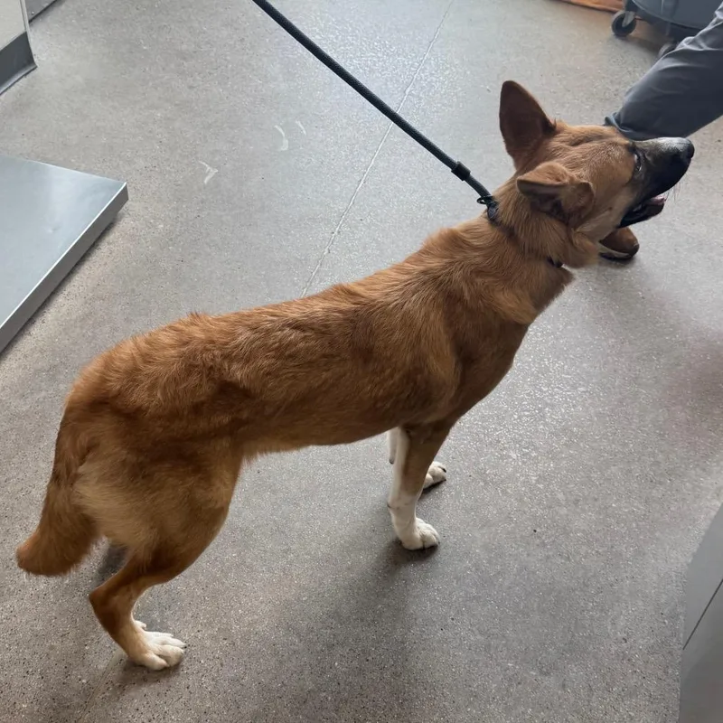 A young medium-sized female Brown / Chocolate Mixed Breed dog named Rosalie for adoption in Las Cruces, NM