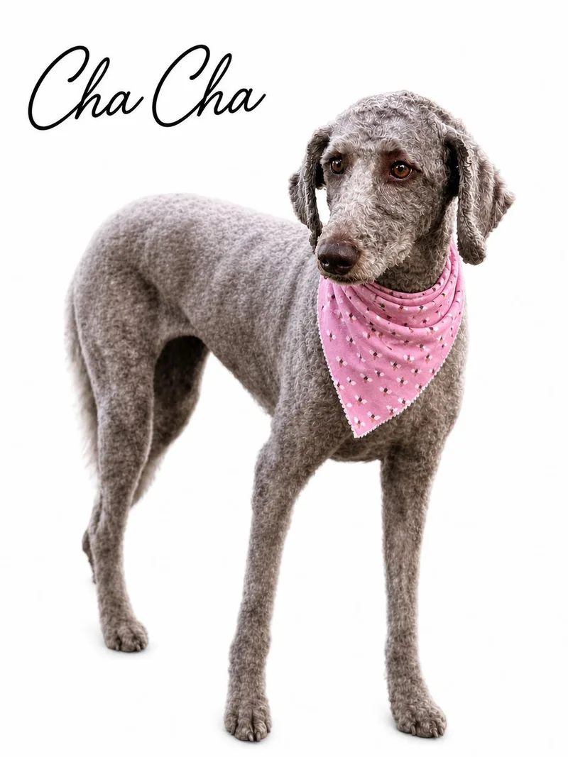 Cha Cha thumbnail 4