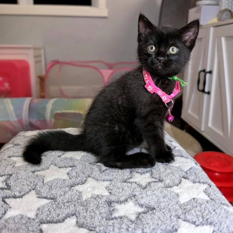 A baby small-sized female Black Domestic Short Hair cat named Rizzo for adoption in Green Bay, WI