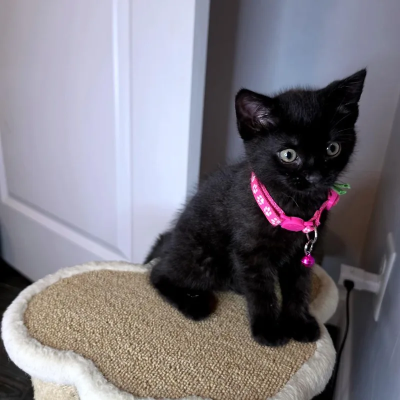 Rizzo thumbnail 3