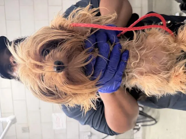 A young small-sized female Mixed Breed dog named A for adoption in Dallas, TX
