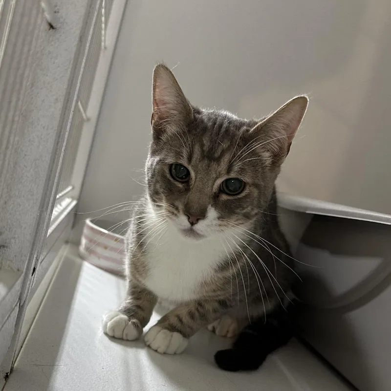 An adult medium-sized male Gray / Blue / Silver Domestic Short Hair cat named Moe for adoption in Newberg, OR