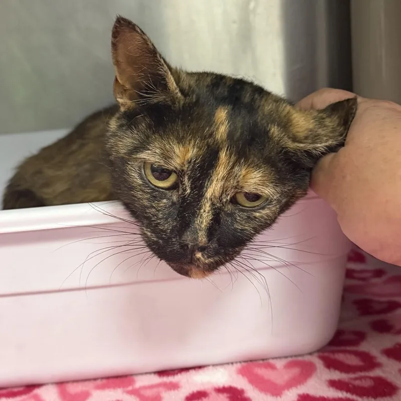 An adult medium-sized female Tortoiseshell Domestic Short Hair cat named Josie for adoption in Marion, VA