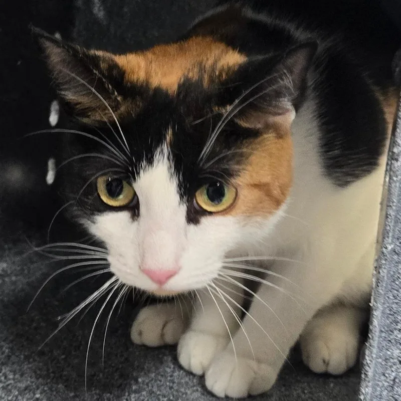 An adult medium-sized female Domestic Short Hair cat named Cinnamon for adoption in Newark, NJ