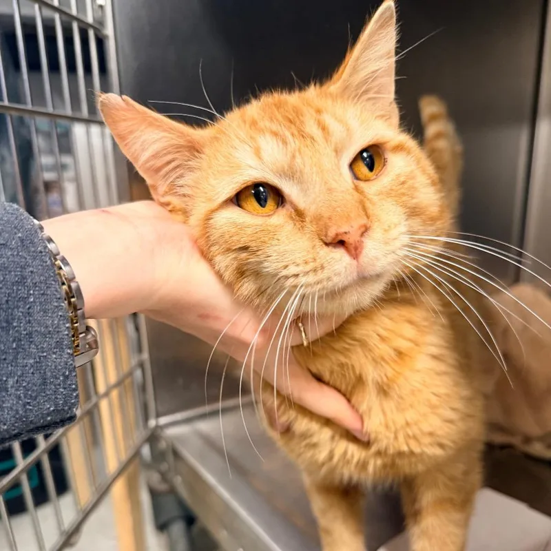 An adult medium-sized male Orange / Red Domestic Short Hair cat named Fredward for adoption in New York, NY