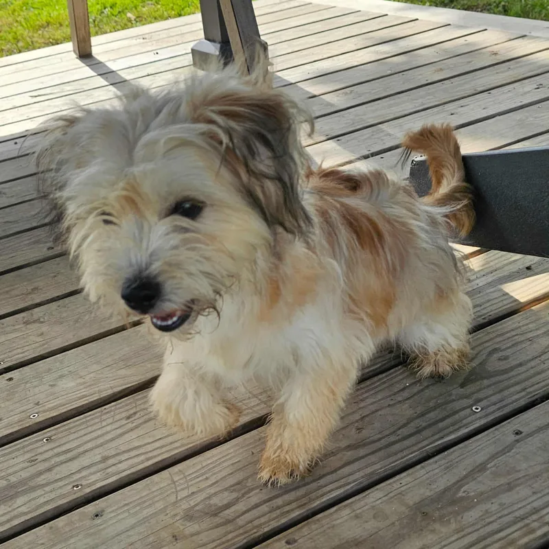 A young small-sized male Apricot / Beige Lhasa Apso dog named Bentley for adoption in Houston, TX