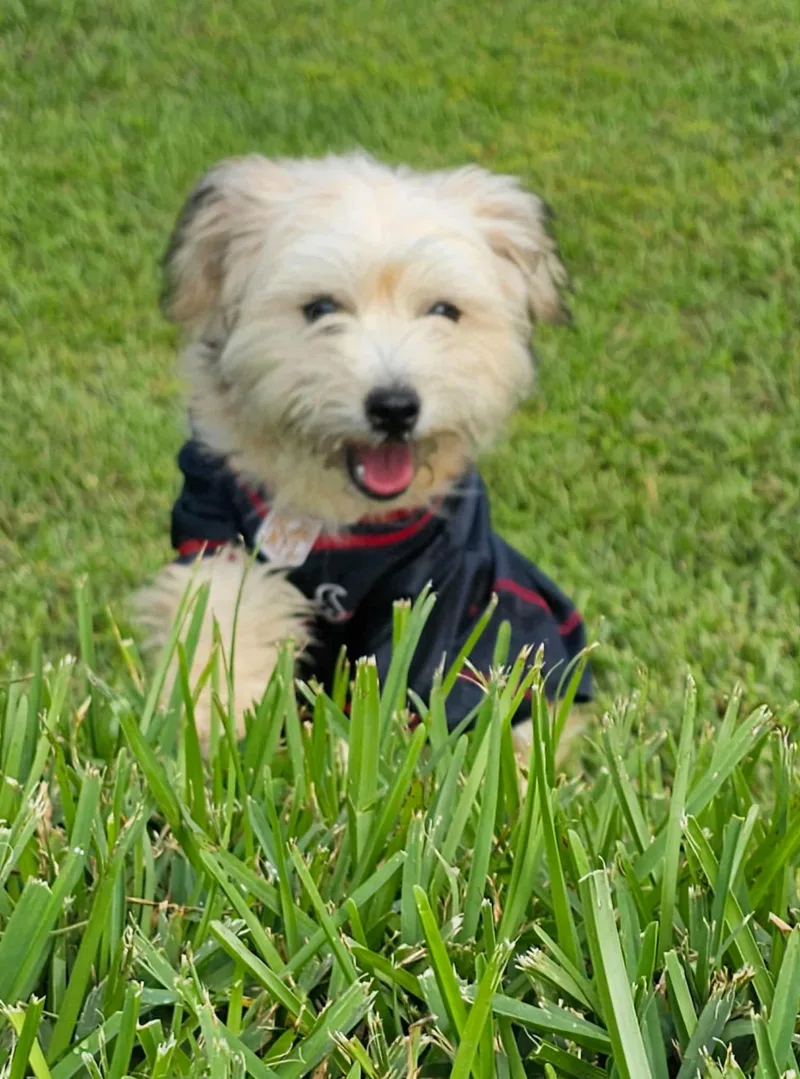 Bentley thumbnail 2
