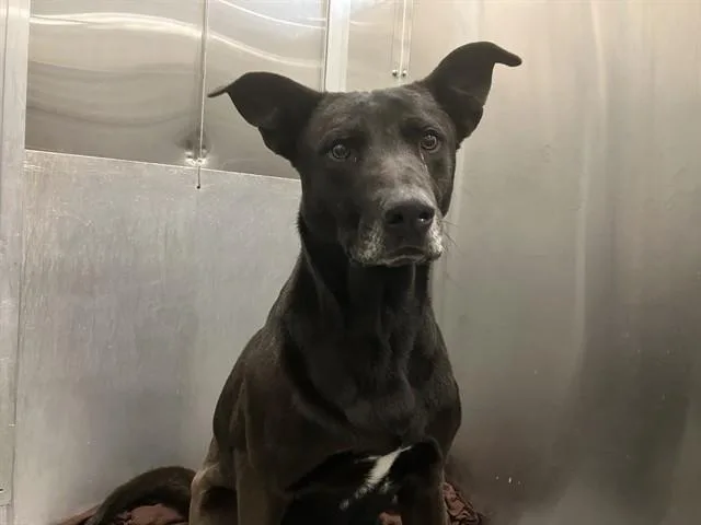 An adult large-sized male Mixed Breed dog named Bear for adoption in Dallas, TX