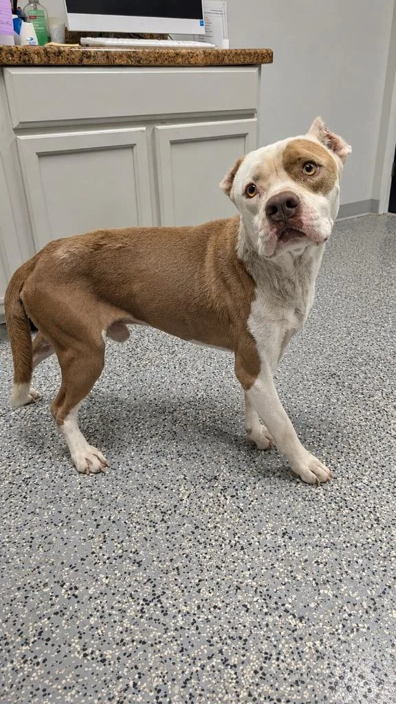 A young medium-sized male Pit Bull Terrier dog named Sammy for adoption in Seven Points, TX