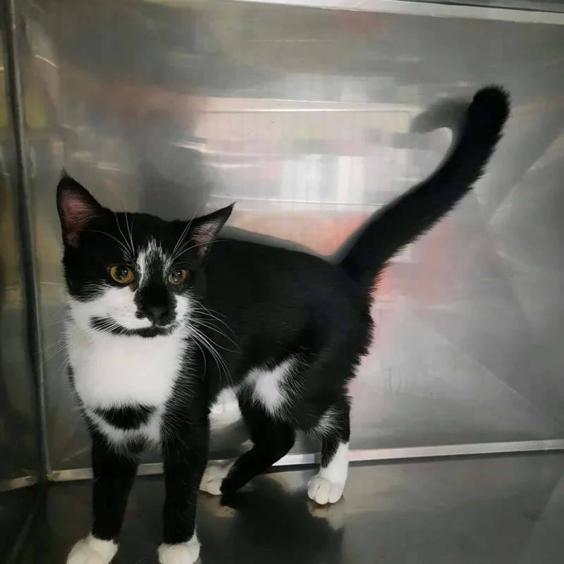 An adult small-sized female Domestic Short Hair cat named Sky for adoption in Jim Thorpe, PA