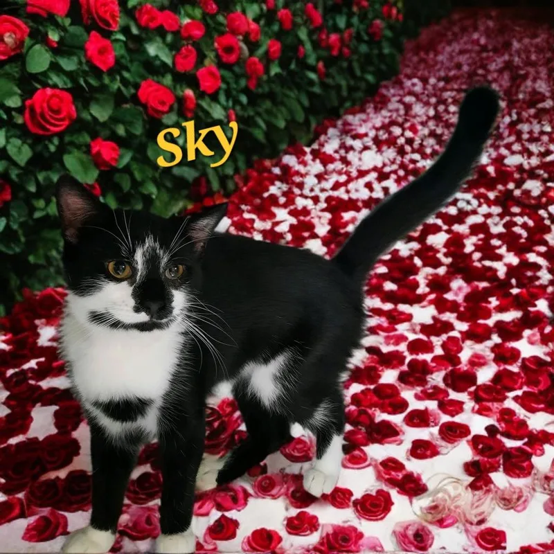 Sky thumbnail 2