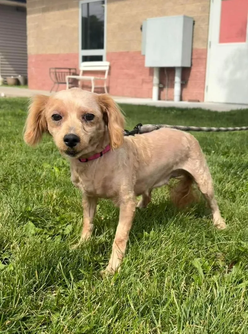 Dixie