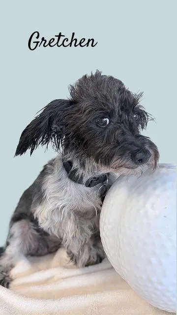 An adult small-sized female Black Standard Schnauzer dog named Gretchen for adoption in Tulsa, OK