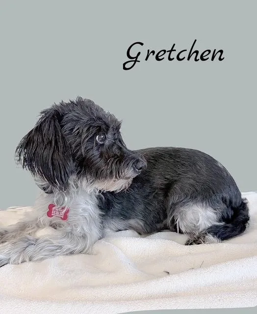 Gretchen thumbnail 5