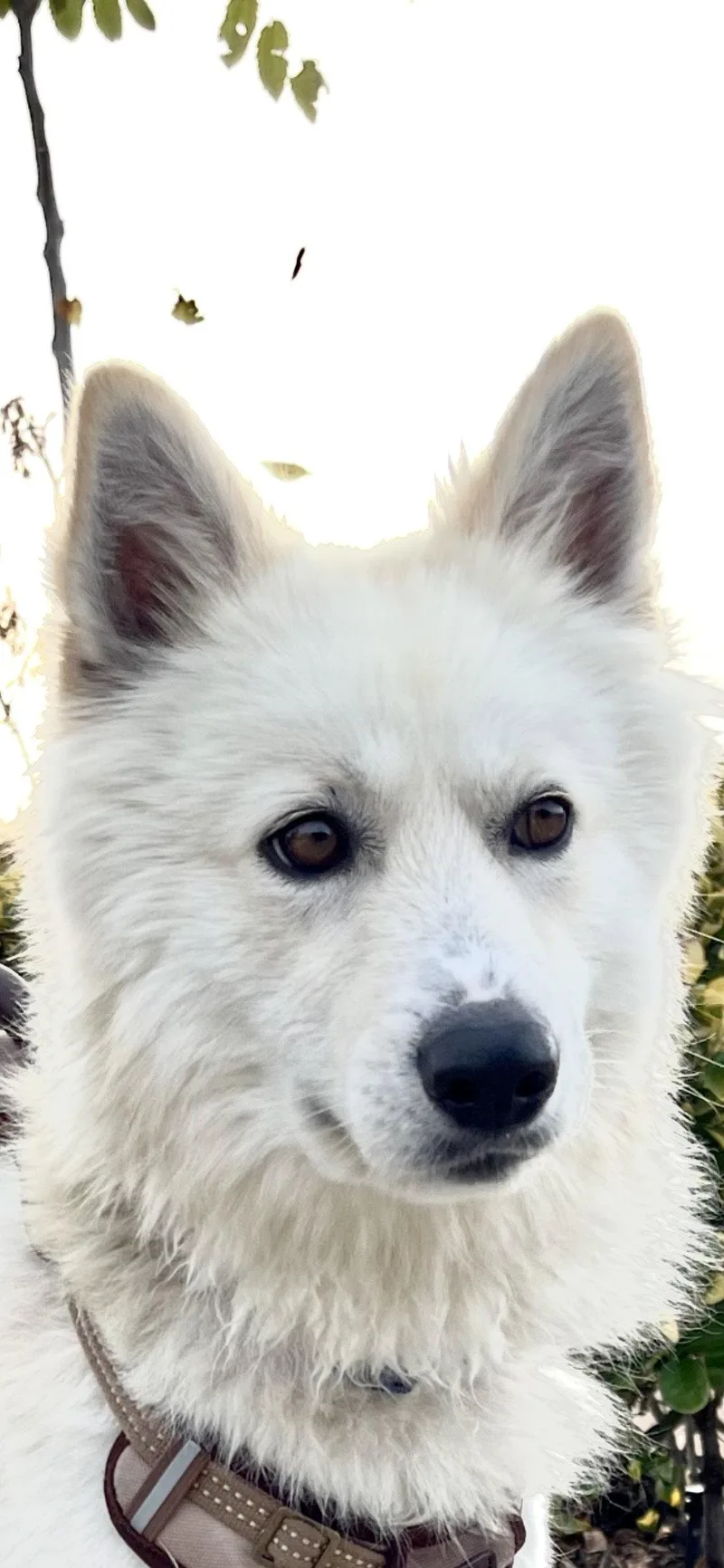 A baby medium-sized male German Shepherd Dog dog named Jasper for adoption in San Diego, CA