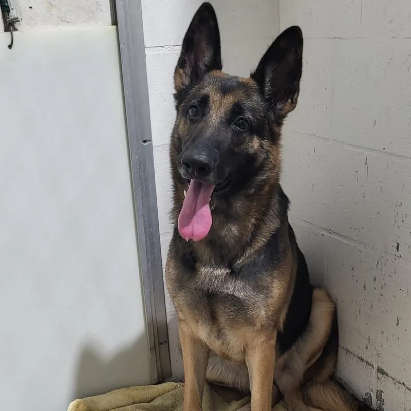An adult large-sized female Mixed Breed dog named Anyla for adoption in Lake Panasoffkee, FL