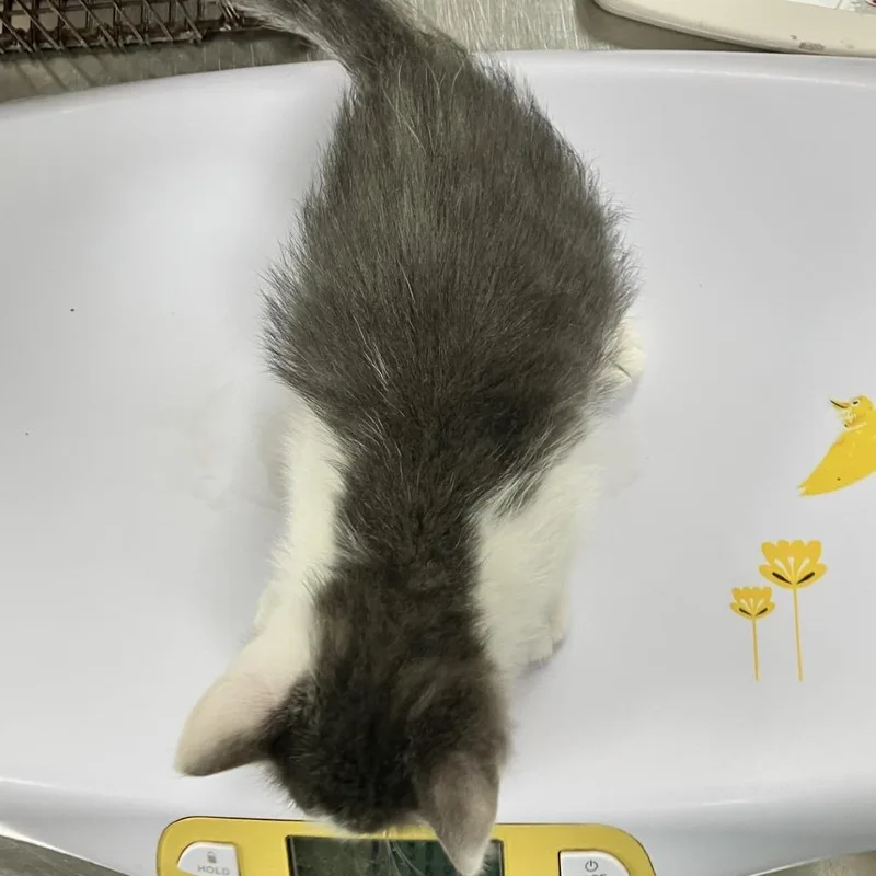 A baby small-sized male Gray / Blue / Silver Domestic Short Hair cat named Leafeon for adoption in Las Cruces, NM