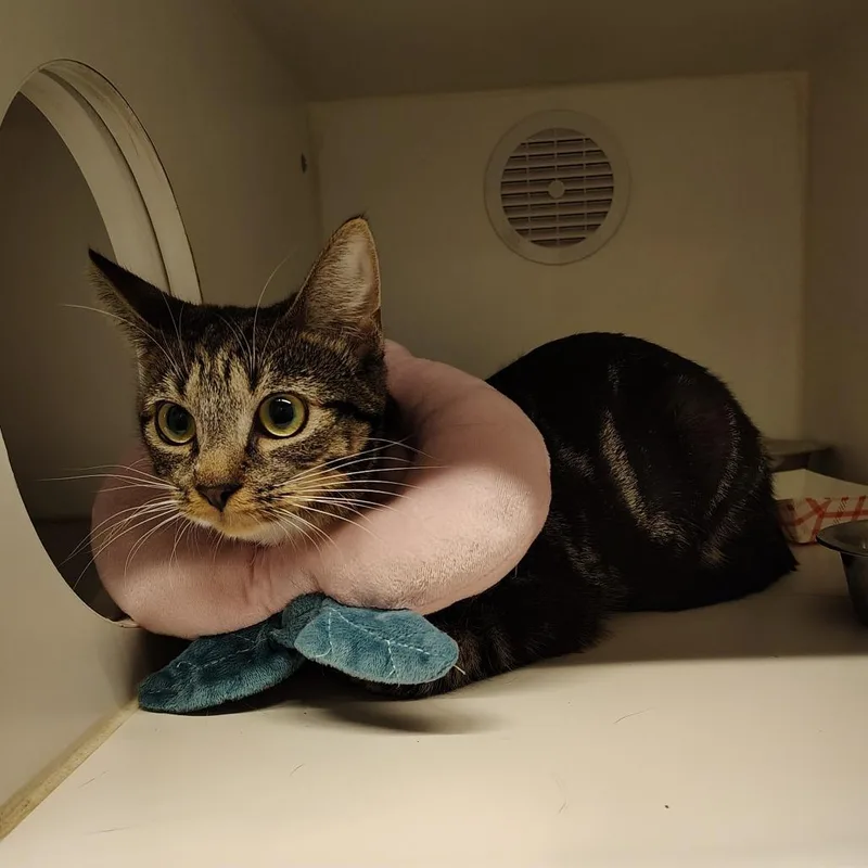A young medium-sized female Brown / Chocolate Domestic Short Hair cat named Cascadia for adoption in Dearborn, MI