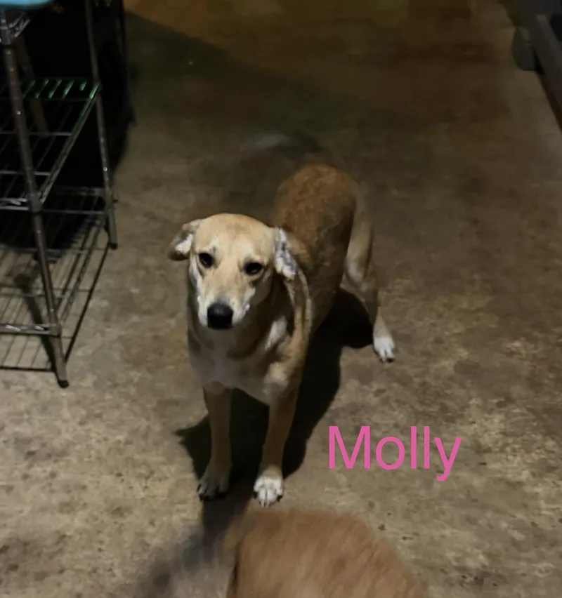 Molly