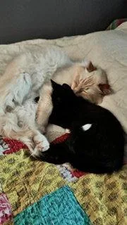 A baby medium-sized male Black Domestic Short Hair cat named Kurt for adoption in Wheaton, IL