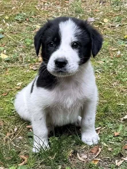 A baby small-sized male Great Pyrenees dog named Bosh for adoption in Milton, DE