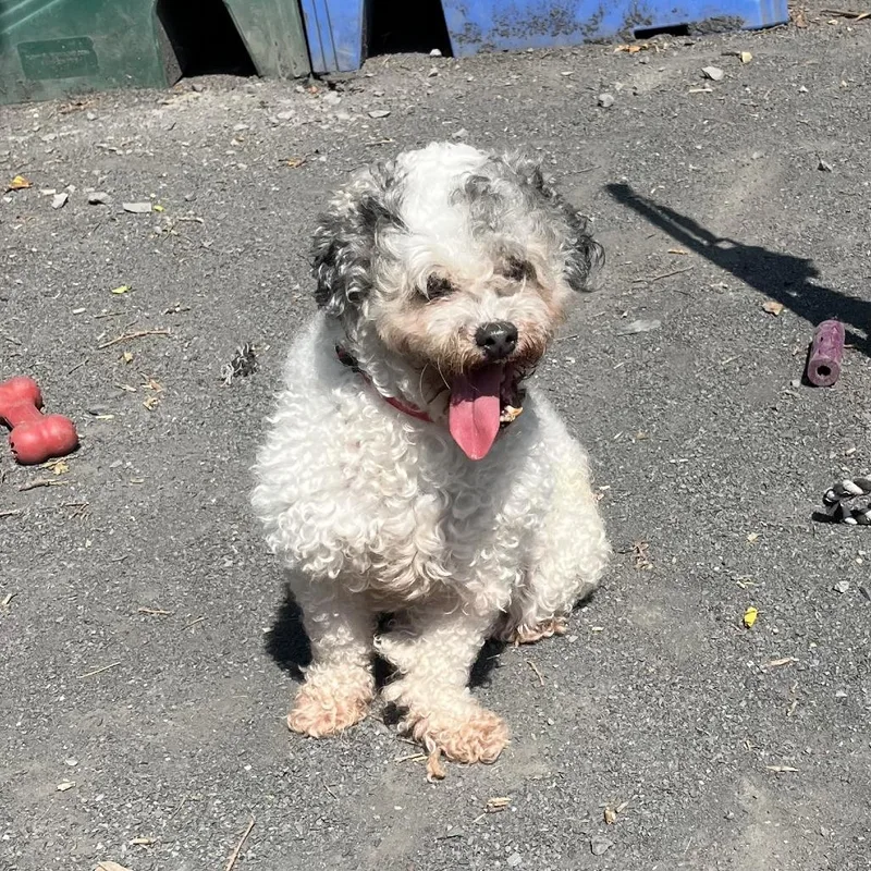 An adult small-sized female White / Cream Poodle dog named MONTStray for adoption in Perkiomenville, PA