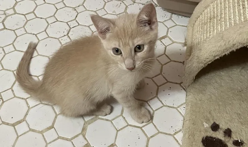 A baby small-sized male Domestic Short Hair cat named Dallas Et for adoption in Greenville, SC