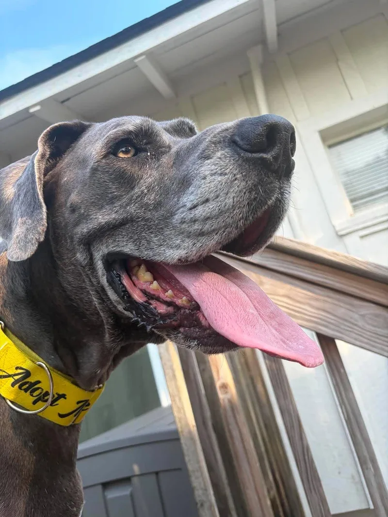 An adult extra large-sized male Gray / Blue / Silver Great Dane dog named Gerald for adoption in Pensacola, FL