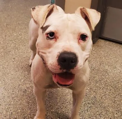 An adult medium-sized female Pit Bull Terrier dog named CoCo for adoption in Kansas City, MO