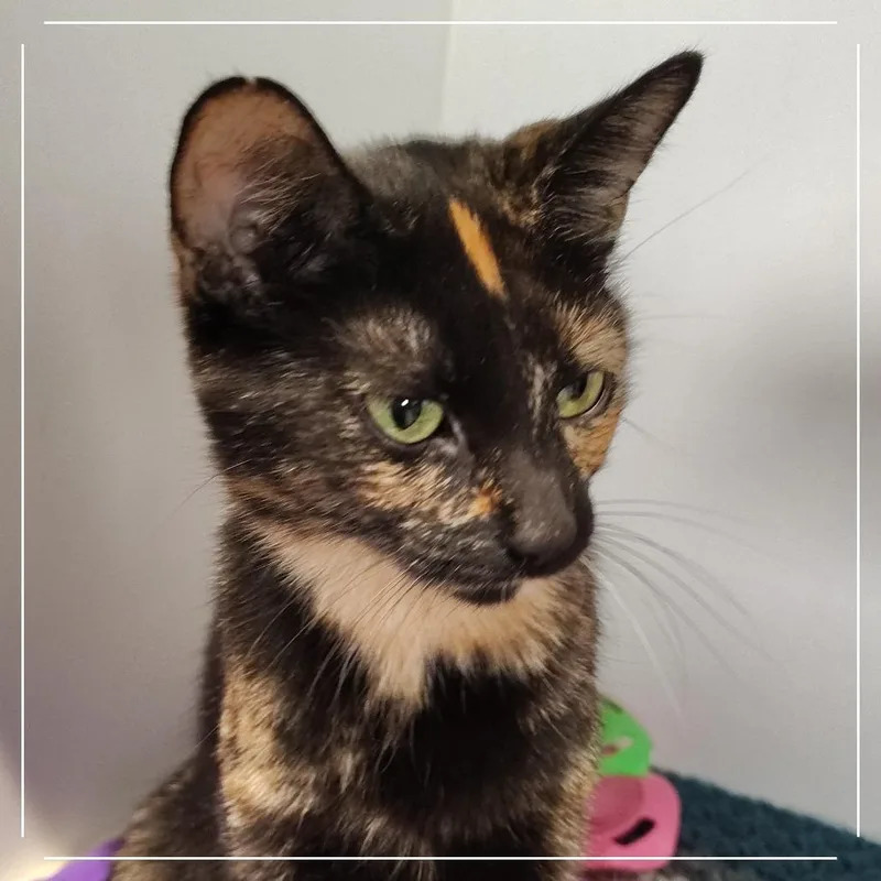 A young medium-sized female Torbie Domestic Short Hair cat named Babs Bunny for adoption in Dearborn, MI