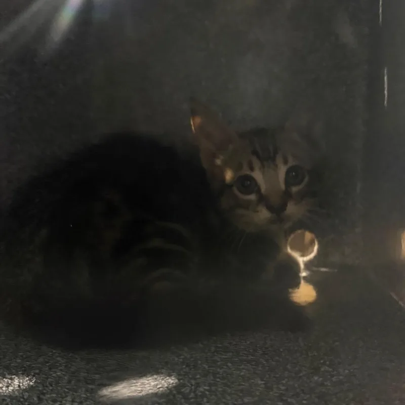 A baby small-sized female Domestic Short Hair cat named Tuna Melt Sammy for adoption in Winston-Salem, NC