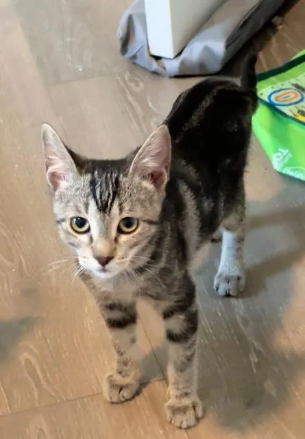 A baby small-sized female Domestic Short Hair cat named Sneeze for adoption in New Braunfels, TX