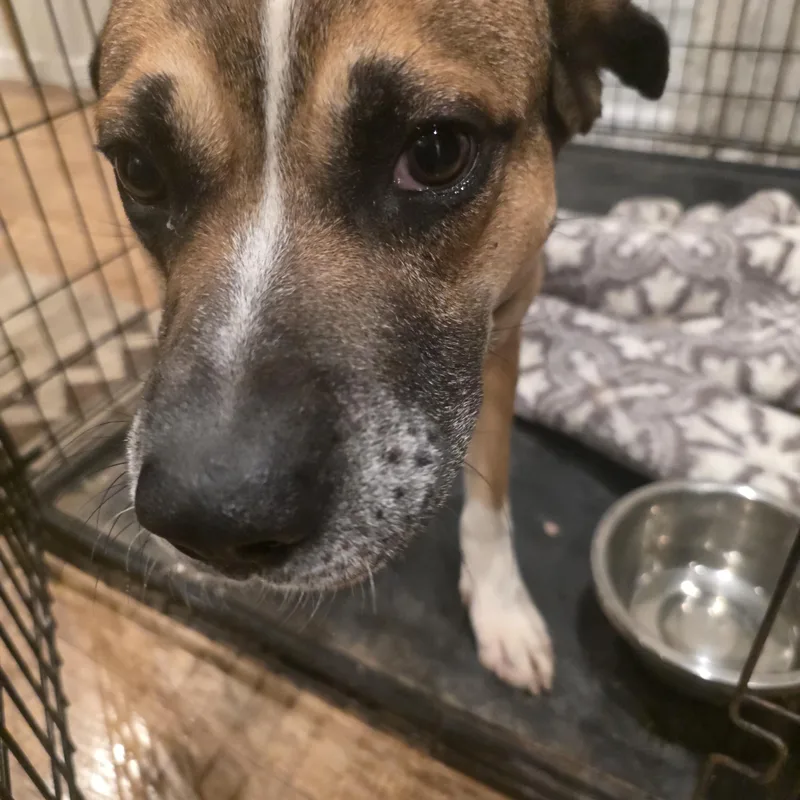 A young medium-sized male Bicolor Boxer dog named Toddy for adoption in Sandia Park, NM