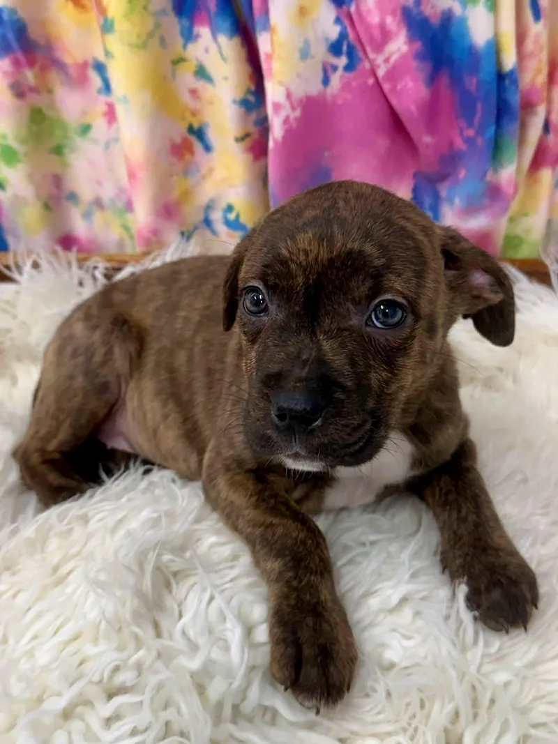 A baby medium-sized female Brindle Labrador Retriever dog named Baby Swiss for adoption in East Sparta, OH