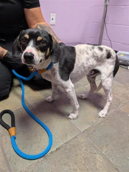 An adult small-sized male White / Cream Dachshund dog named 61101068 for adoption in El Paso, TX
