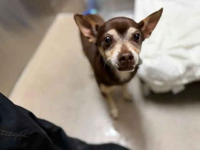 An adult small-sized male Chihuahua dog named Vector for adoption in Denver, CO