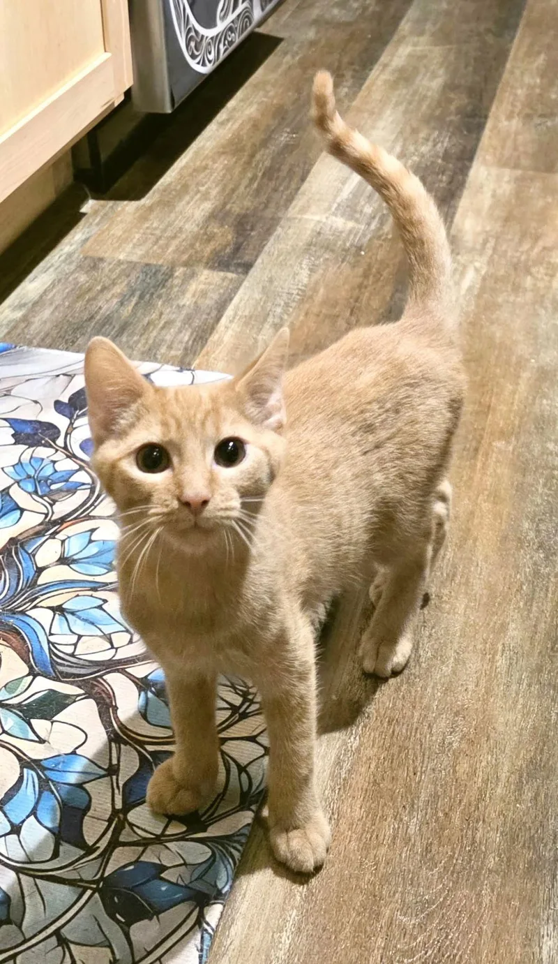 Chickpea thumbnail 2