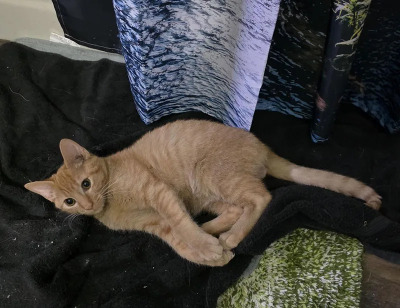 Chickpea thumbnail 3