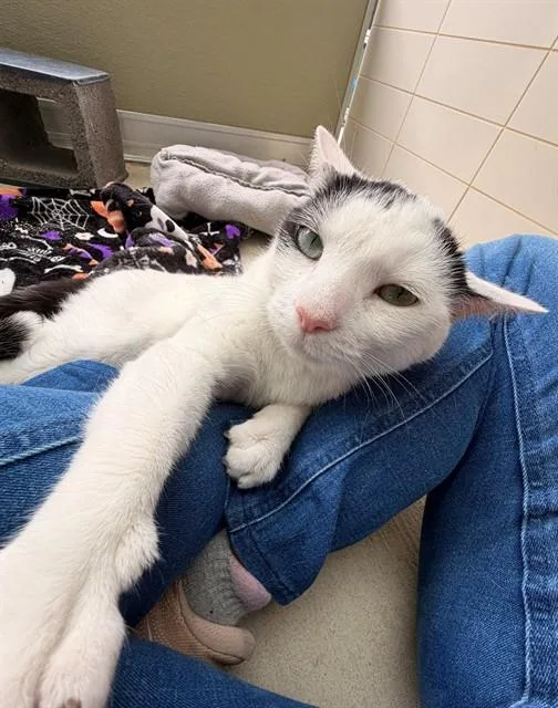 An adult medium-sized male Domestic Short Hair cat named Elmer for adoption in Leesburg, VA