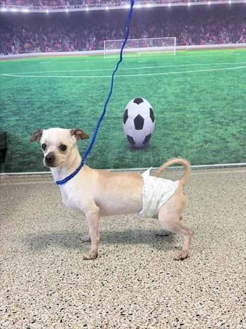 An adult small-sized male Chihuahua dog named Sesami for adoption in Miami, FL