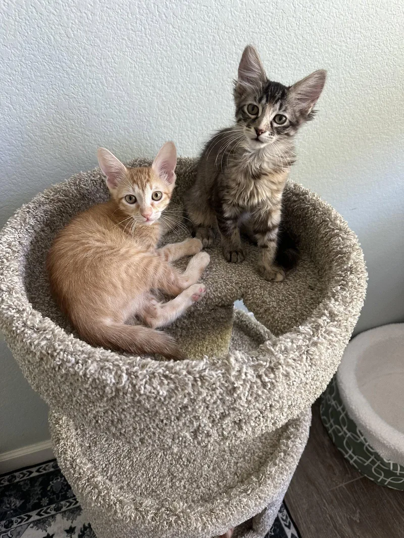 A baby medium-sized male Tabby cat named Immanuel. for adoption in Plano, TX