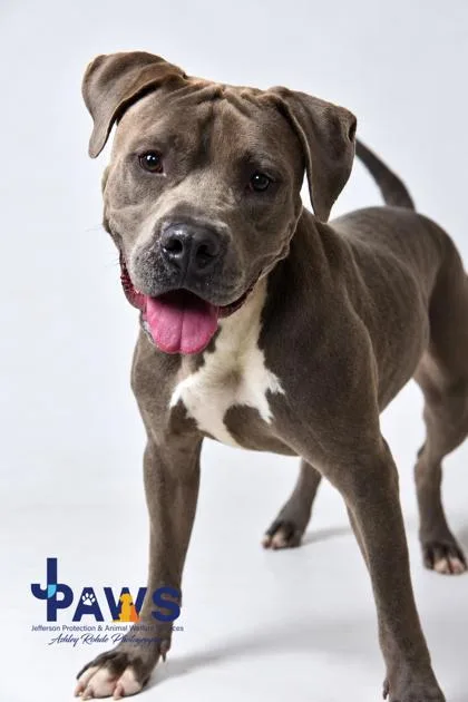 An adult medium-sized male Brown / Chocolate Pit Bull Terrier dog named Silver Boy for adoption in Harvey, LA