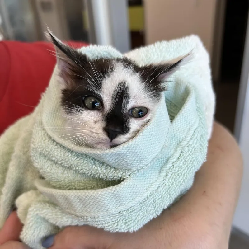 A baby small-sized female Black Domestic Medium Hair cat named Zara for adoption in Leander, TX