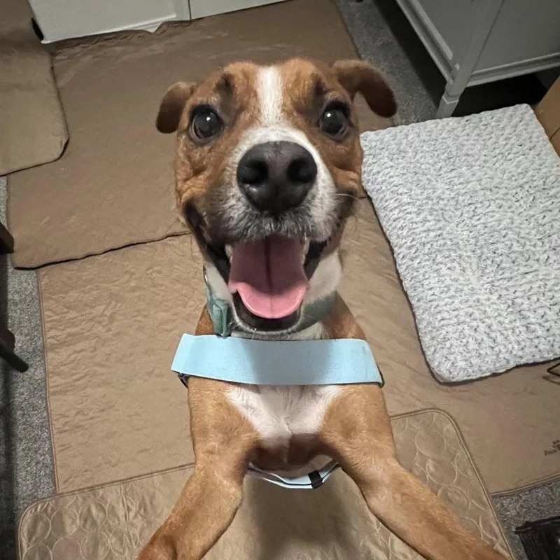 An adult medium-sized male Pit Bull Terrier dog named Archie for adoption in Sandia Park, NM