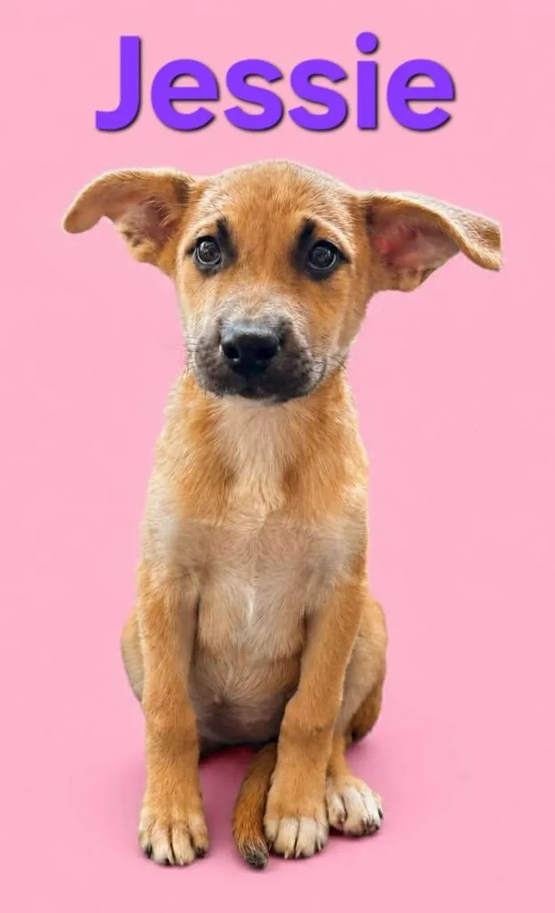 A baby small-sized female Mixed Breed dog named Jessie for adoption in Rutherfordton, NC