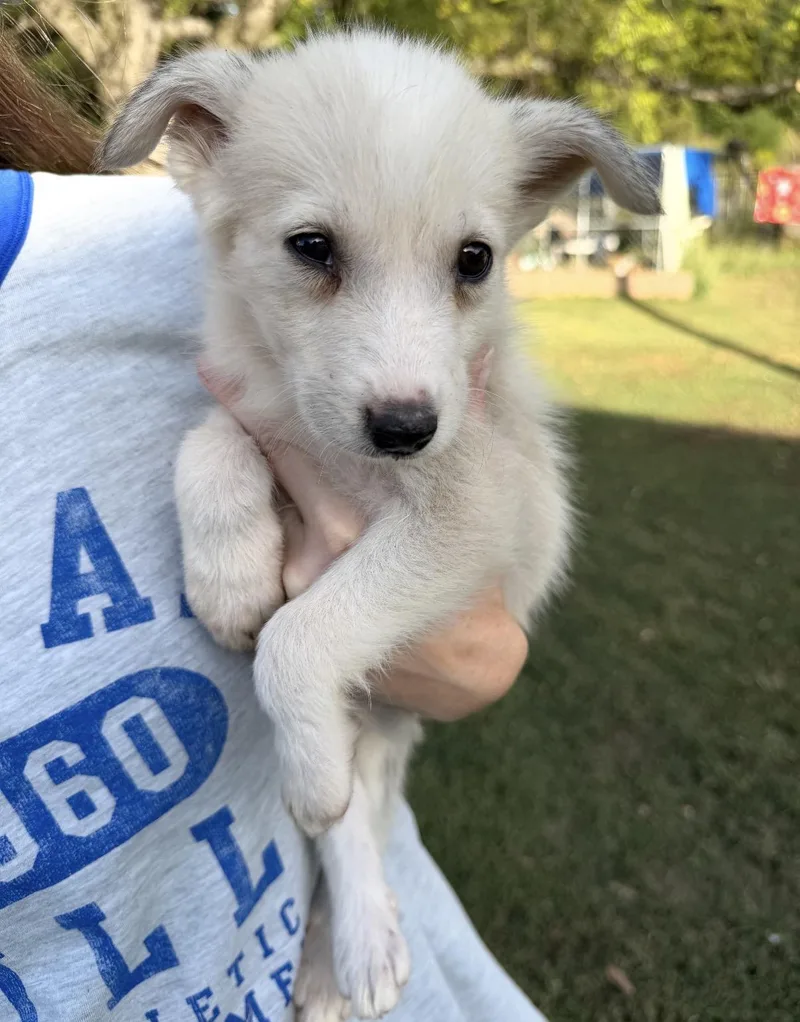 A baby medium-sized male Husky dog named Walter for adoption in Hamilton , NJ