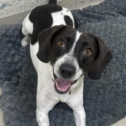 Houndini thumbnail 3