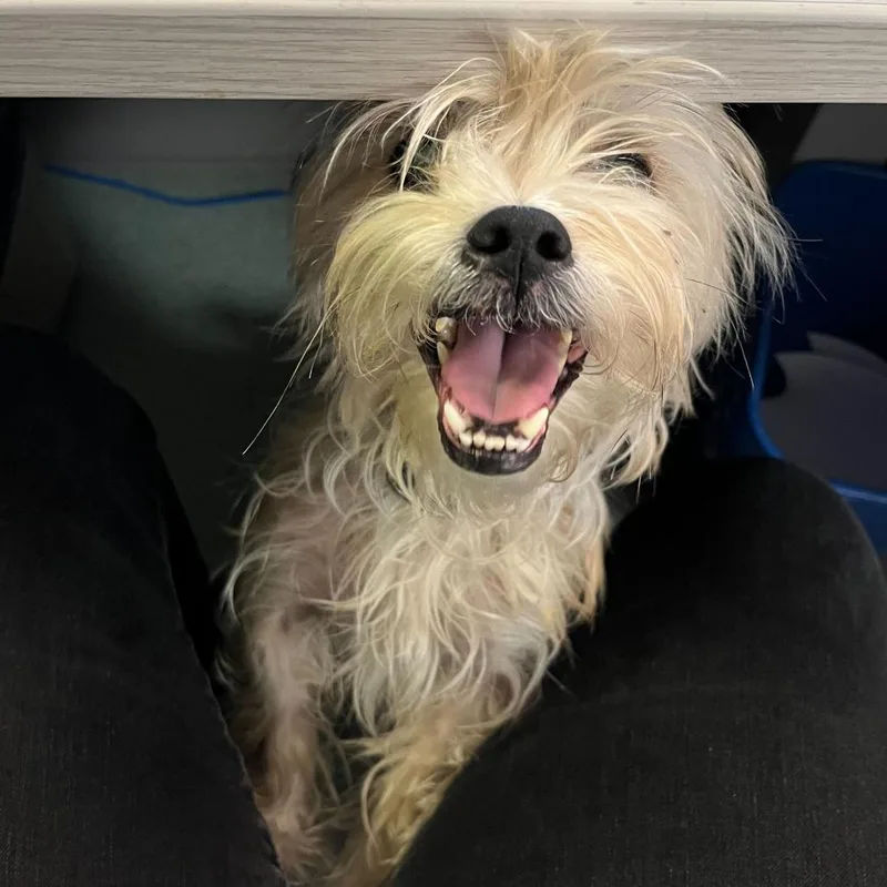 A senior small-sized female Apricot / Beige Shih Tzu dog named Cardi for adoption in Mundelein, IL