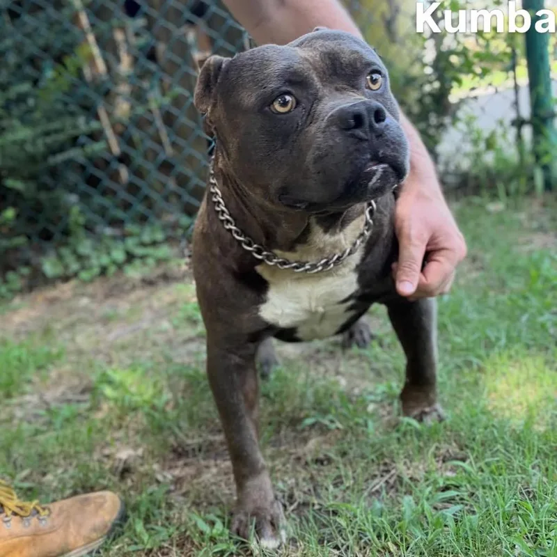 An adult large-sized male Pit Bull Terrier dog named Kumba for adoption in Little Rock, AR