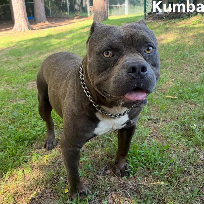 Kumba thumbnail 2